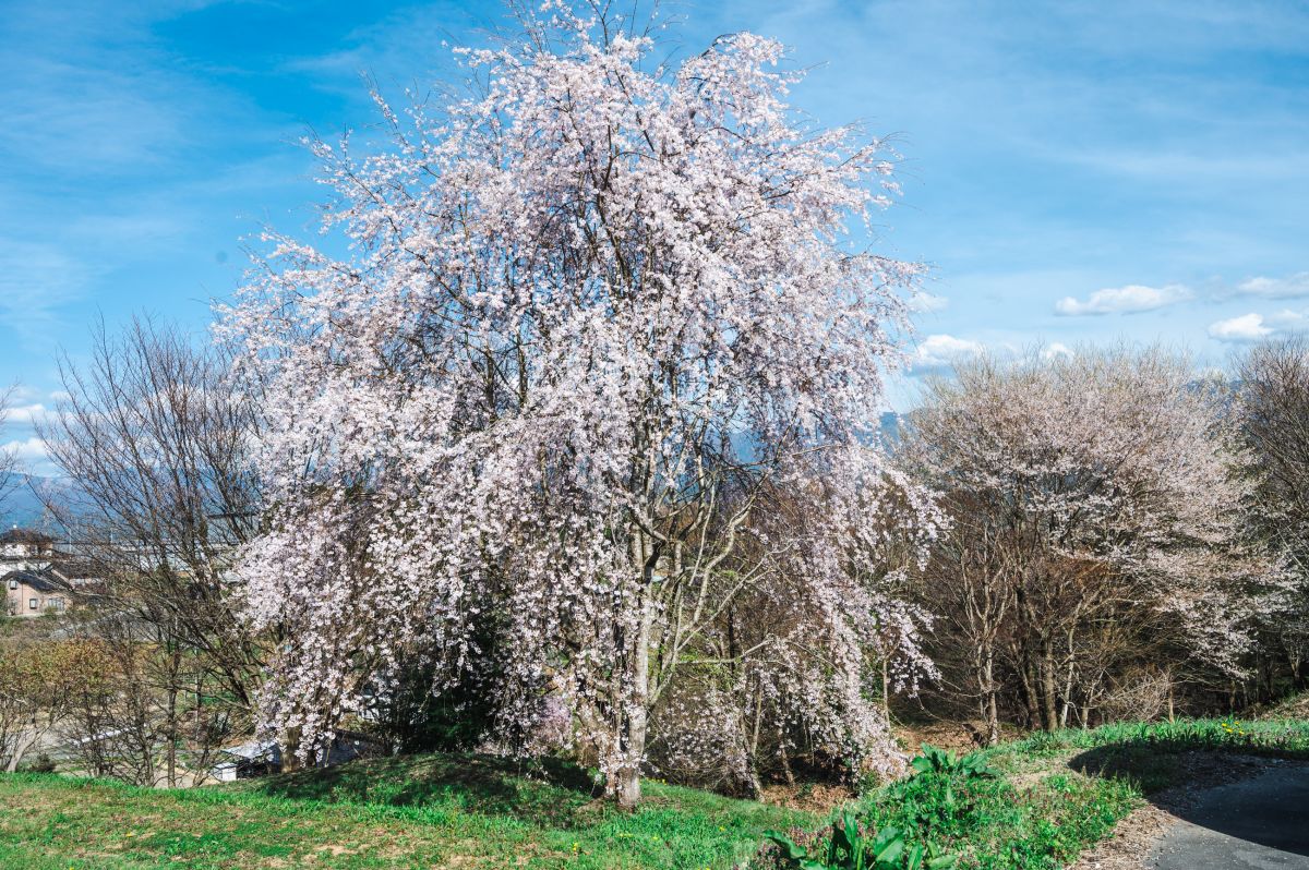 南信州の桜旅　松源寺